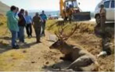 Otomobil çarpan yaralı geyik kamyonetle taşındı Otomobil çarpan yaralı geyik kamyonetle taşındı