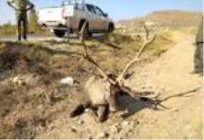 Otomobil çarpan yaralı geyik kamyonetle taşındı Otomobil çarpan yaralı geyik kamyonetle taşındı