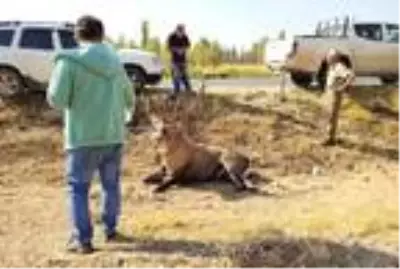 Otomobil çarpan yaralı geyik kamyonetle taşındı Otomobil çarpan yaralı geyik kamyonetle taşındı