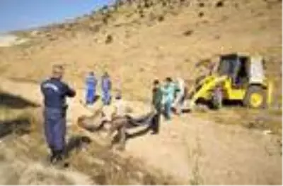 Otomobil çarpan yaralı geyik kamyonetle taşındı Otomobil çarpan yaralı geyik kamyonetle taşındı