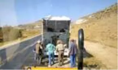 Otomobil çarpan yaralı geyik kamyonetle taşındı Otomobil çarpan yaralı geyik kamyonetle taşındı