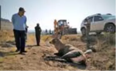 Otomobil çarpan yaralı geyik kamyonetle taşındı Otomobil çarpan yaralı geyik kamyonetle taşındı