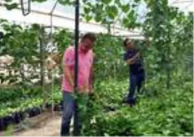 Alanya'da passiflora bahçesi kuran gurbetçi, 15 dekardan yılda 1,5 milyon lira kazanacak Alanya'da passiflora bahçesi kuran gurbetçi, 15 dekardan yılda 1,5 milyon lira kazanacak