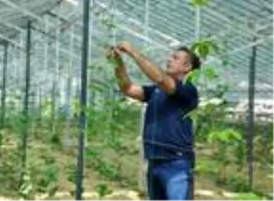 Alanya'da passiflora bahçesi kuran gurbetçi, 15 dekardan yılda 1,5 milyon lira kazanacak Alanya'da passiflora bahçesi kuran gurbetçi, 15 dekardan yılda 1,5 milyon lira kazanacak