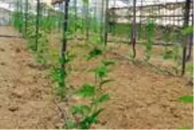 Alanya'da passiflora bahçesi kuran gurbetçi, 15 dekardan yılda 1,5 milyon lira kazanacak Alanya'da passiflora bahçesi kuran gurbetçi, 15 dekardan yılda 1,5 milyon lira kazanacak