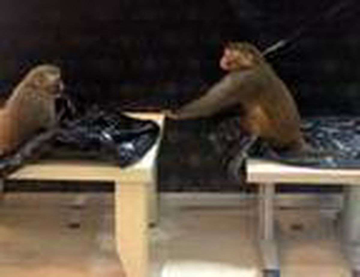 Yurda kaçak yollarla sokulan 'Rhesus' cinsi 2 maymun koruma altına alındı
