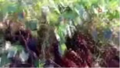 Üzüm görünümlü avatar çiçeği, görenleri büyülüyor Üzüm görünümlü avatar çiçeği, görenleri büyülüyor
