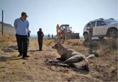 Yaralanan geyiği kurtarmak için seferber oldular Yaralanan geyiği kurtarmak için seferber oldular