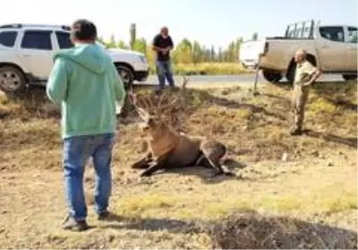 Yaralanan geyiği kurtarmak için seferber oldular Yaralanan geyiği kurtarmak için seferber oldular