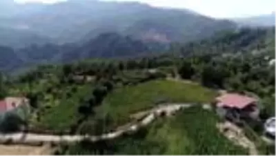 Son dakika haberi! Yöresel Çandır fasulyesinin üretimi 3 yılda 15 kat arttı Son dakika haberi! Yöresel Çandır fasulyesinin üretimi 3 yılda 15 kat arttı