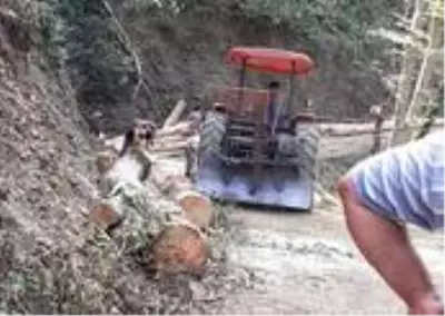 Ağacın altında kalan orman işçisi yaşamını yitirdi Ağacın altında kalan orman işçisi yaşamını yitirdi
