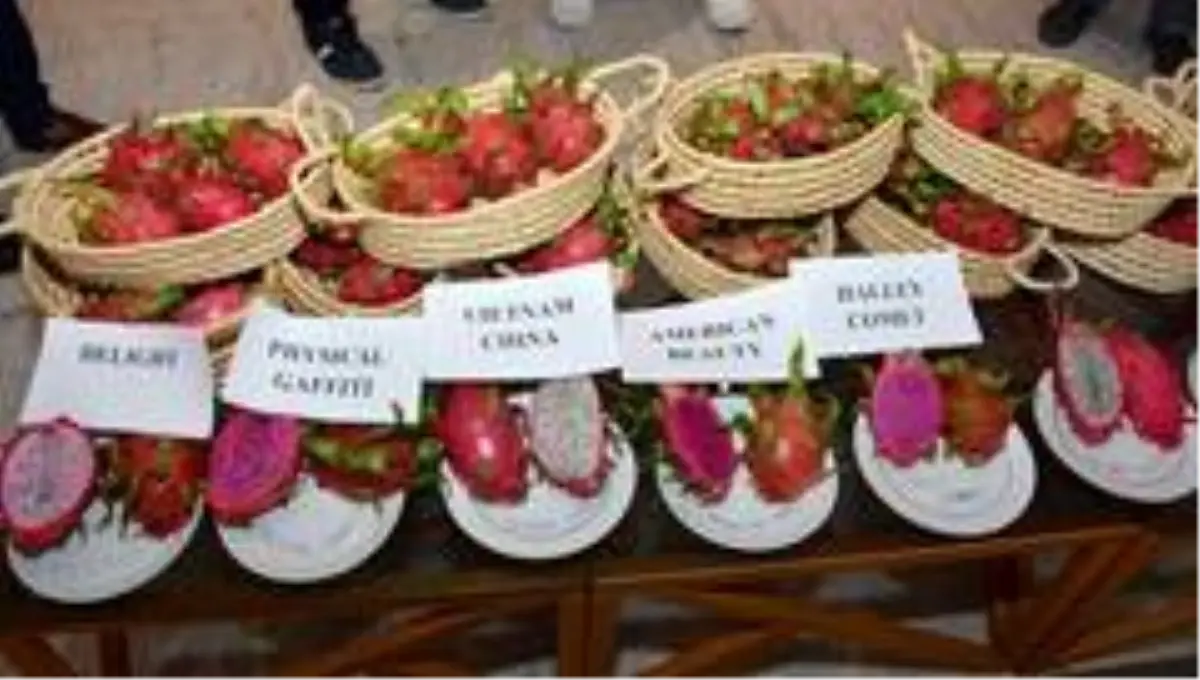 Antalya'da üretilen pitaya meyvesine dış pazardan yoğun talep