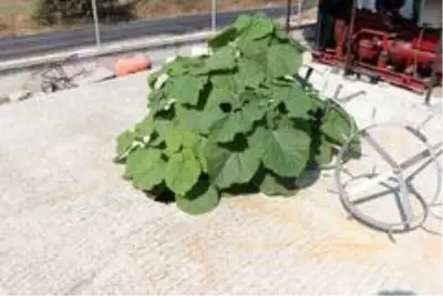 Balıkesir'de topraksız ve susuz, beton üzerinde yetişen fide görenleri şaşırtıyor Balıkesir'de topraksız ve susuz, beton üzerinde yetişen fide görenleri şaşırtıyor