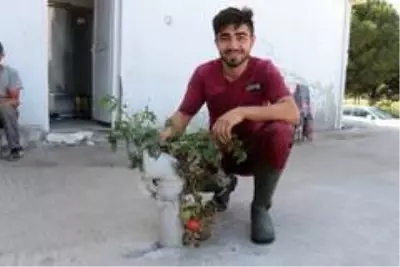 Balıkesir'de topraksız ve susuz, beton üzerinde yetişen fide görenleri şaşırtıyor Balıkesir'de topraksız ve susuz, beton üzerinde yetişen fide görenleri şaşırtıyor
