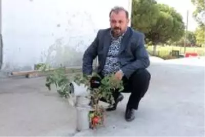 Balıkesir'de topraksız ve susuz, beton üzerinde yetişen fide görenleri şaşırtıyor Balıkesir'de topraksız ve susuz, beton üzerinde yetişen fide görenleri şaşırtıyor