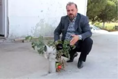 Balıkesir'de topraksız ve susuz, beton üzerinde yetişen fide görenleri şaşırtıyor Balıkesir'de topraksız ve susuz, beton üzerinde yetişen fide görenleri şaşırtıyor