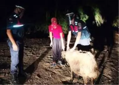 Çalınan koyun satılmak istenirken bulundu Çalınan koyun satılmak istenirken bulundu