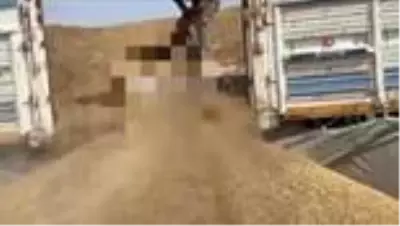 Ceylanpınar Gümrük Kapısı'nda 37 bin 500 paket kaçak sigara ele geçirildi Ceylanpınar Gümrük Kapısı'nda 37 bin 500 paket kaçak sigara ele geçirildi