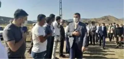Osmancık'ta çeltik hasadı sürüyor Osmancık'ta çeltik hasadı sürüyor