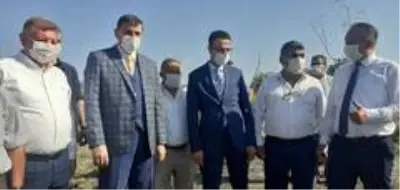 Osmancık'ta çeltik hasadı sürüyor Osmancık'ta çeltik hasadı sürüyor