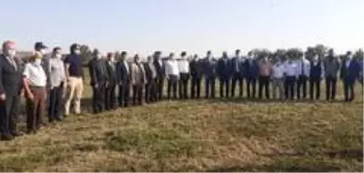 Osmancık'ta çeltik hasadı sürüyor Osmancık'ta çeltik hasadı sürüyor