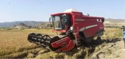 Osmancık'ta çeltik hasadı sürüyor Osmancık'ta çeltik hasadı sürüyor