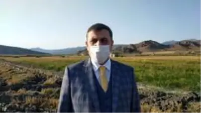 Osmancık'ta çeltik hasadı sürüyor Osmancık'ta çeltik hasadı sürüyor