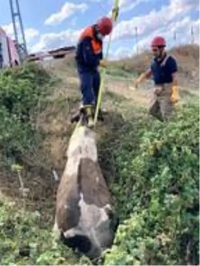 Sahibinin başında bıçakla beklediği ineği sucuk olmaktan itfaiye ekipleri kurtardı Sahibinin başında bıçakla beklediği ineği sucuk olmaktan itfaiye ekipleri kurtardı