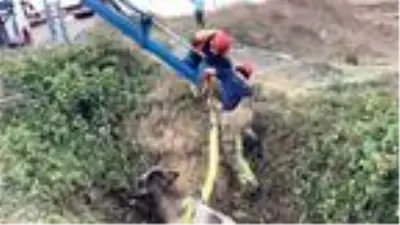 Sahibinin başında bıçakla beklediği ineği sucuk olmaktan itfaiye ekipleri kurtardı Sahibinin başında bıçakla beklediği ineği sucuk olmaktan itfaiye ekipleri kurtardı