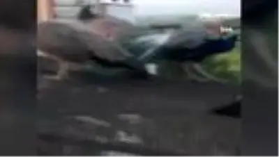 İstanbul'un göbeğinde kaybolan tavus kuşları için yardım çağrısında bulundular İstanbul'un göbeğinde kaybolan tavus kuşları için yardım çağrısında bulundular