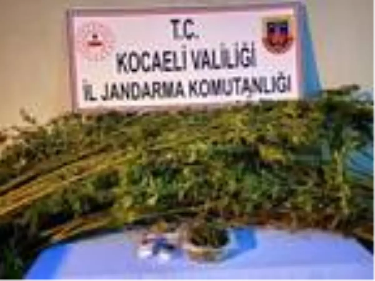 İzmit'te, ormanda yetiştirilen 371 kök Hint keneviri ele geçirildi