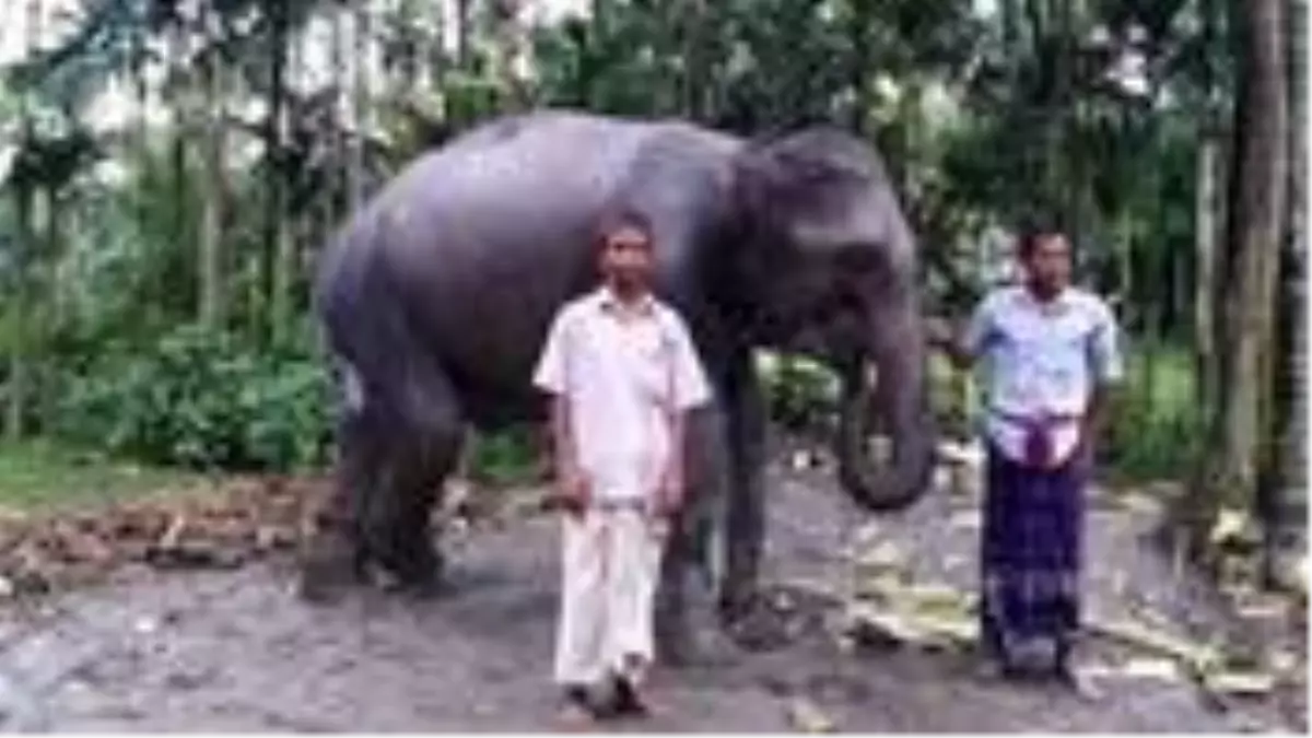 Karısı rüyasında gördü diye fil satın alan çiftçi, şimdi kara kara ne yapacağını düşünüyor