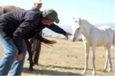 Siyah attan dünyaya gelen beyaz tay, görenleri şaşırtıyor Siyah attan dünyaya gelen beyaz tay, görenleri şaşırtıyor