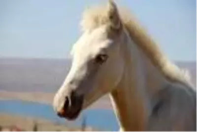 Siyah attan dünyaya gelen beyaz tay, görenleri şaşırtıyor Siyah attan dünyaya gelen beyaz tay, görenleri şaşırtıyor