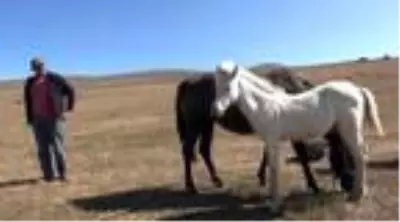 Kars'ta dünyaya gelen 'albino tay' şaşırtıyor