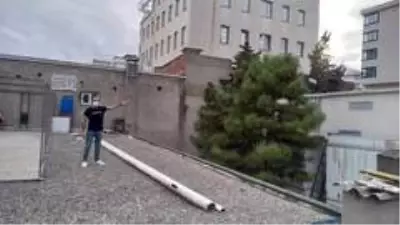 İstanbul'un göbeğinde kaybolan tavus kuşları için yardım çağrısında bulundular İstanbul'un göbeğinde kaybolan tavus kuşları için yardım çağrısında bulundular