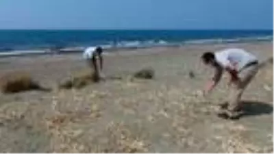 Kum zambaklarını koparanlara 73 bin TL ceza kesiliyor Kum zambaklarını koparanlara 73 bin TL ceza kesiliyor