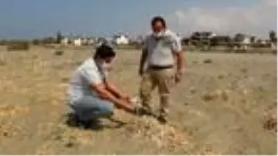 Kum zambaklarını koparanlara 73 bin TL ceza kesiliyor Kum zambaklarını koparanlara 73 bin TL ceza kesiliyor