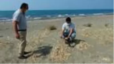 Kum zambaklarını koparmanın cezası 73 bin TL Kum zambaklarını koparmanın cezası 73 bin TL