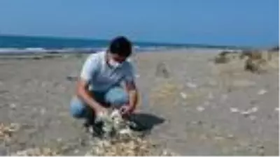 Kum zambaklarını koparmanın cezası 73 bin TL Kum zambaklarını koparmanın cezası 73 bin TL
