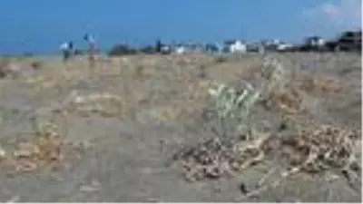 Kum zambaklarını koparanlara 73 bin TL ceza kesiliyor Kum zambaklarını koparanlara 73 bin TL ceza kesiliyor