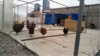 İstanbul'un göbeğinde kaybolan tavus kuşları için yardım çağrısında bulundular İstanbul'un göbeğinde kaybolan tavus kuşları için yardım çağrısında bulundular
