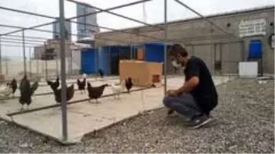 İstanbul'un göbeğinde kaybolan tavus kuşları için yardım çağrısında bulundular İstanbul'un göbeğinde kaybolan tavus kuşları için yardım çağrısında bulundular