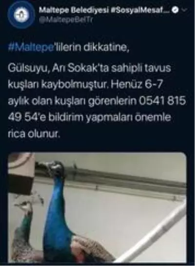 İstanbul'un göbeğinde kaybolan tavus kuşları için yardım çağrısında bulundular İstanbul'un göbeğinde kaybolan tavus kuşları için yardım çağrısında bulundular