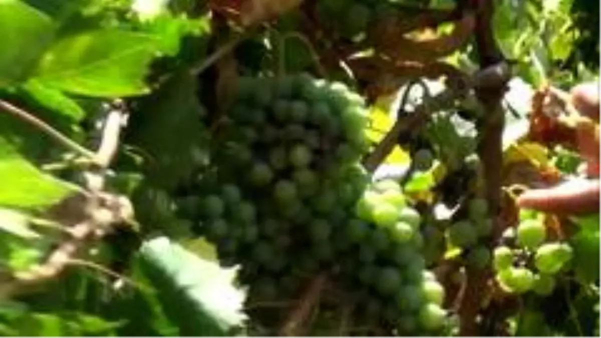 Muş üzümünde hasat zamanı