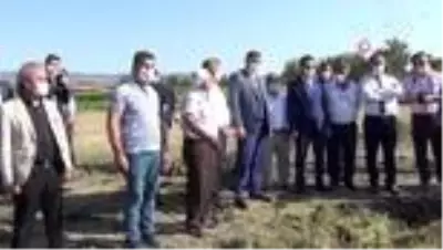 Osmancık'ta çeltik hasadı sürüyor Osmancık'ta çeltik hasadı sürüyor