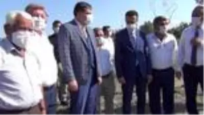 Osmancık'ta çeltik hasadı sürüyor Osmancık'ta çeltik hasadı sürüyor