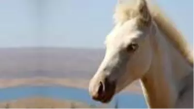 Siyah attan dünyaya gelen beyaz tay, görenleri şaşırtıyor