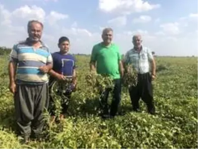 Yer fıstığı toprağın altında da üstünde de milli servete dönüştü Yer fıstığı toprağın altında da üstünde de milli servete dönüştü