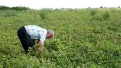 Yer fıstığı toprağın altında da üstünde de milli servete dönüştü Yer fıstığı toprağın altında da üstünde de milli servete dönüştü